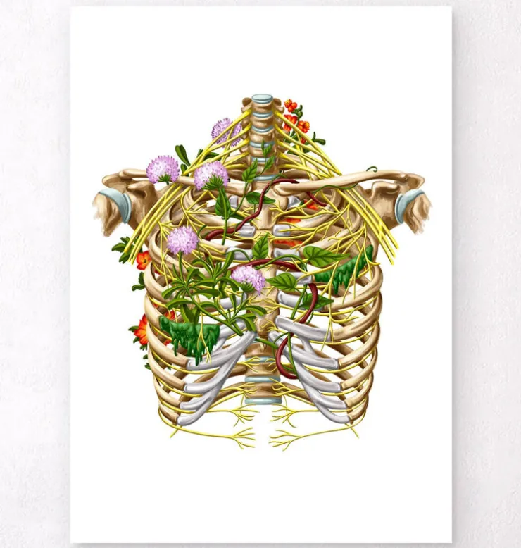 Nerf intercostal - Floral - Blanc-Codex Anatomicus