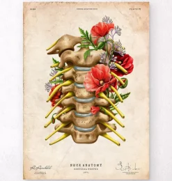 Nerfs cervicaux - Floral - Vintage-Codex Anatomicus