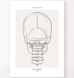 Os du cou - Line Art-Codex Anatomicus Clearance