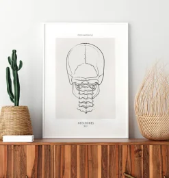 Os du cou - Line Art-Codex Anatomicus Clearance