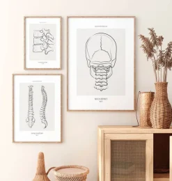 Os du cou - Line Art-Codex Anatomicus Clearance