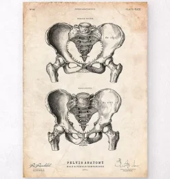 Os pelviens mâles et femelles-Codex Anatomicus Sale