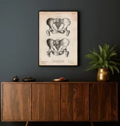 Os pelviens mâles et femelles-Codex Anatomicus Sale