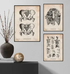 Os pelviens mâles et femelles-Codex Anatomicus Sale