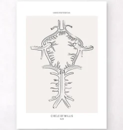 Polygone de Willis - Line Art-Codex Anatomicus Sale