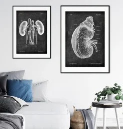 Rein et glande surrénale - Chalkboard-Codex Anatomicus Online