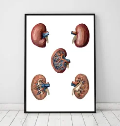 Rein géométrique-Codex Anatomicus Best