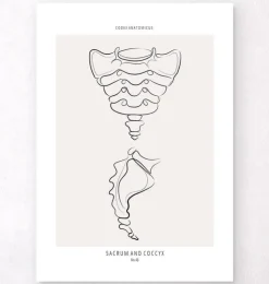 Sacrum et coccyx - Line Art-Codex Anatomicus Discount