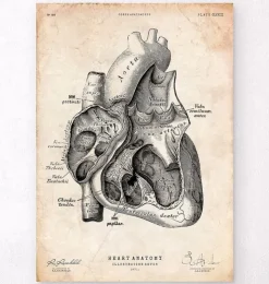 Section cardiaque I-Codex Anatomicus Online