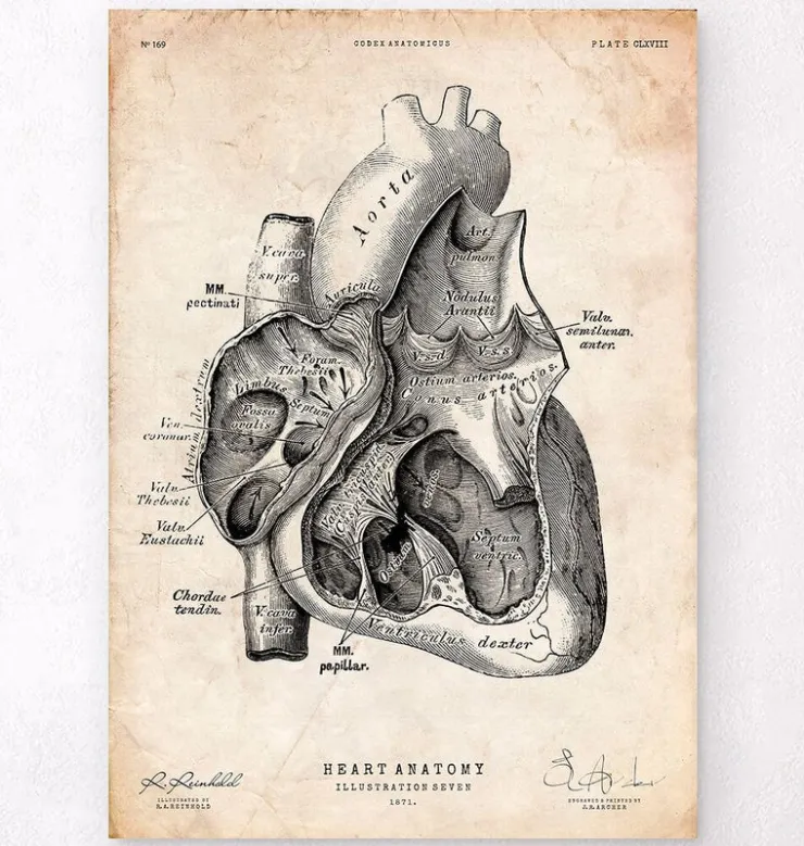 Section cardiaque I-Codex Anatomicus Online