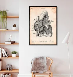 Section cardiaque I-Codex Anatomicus Online