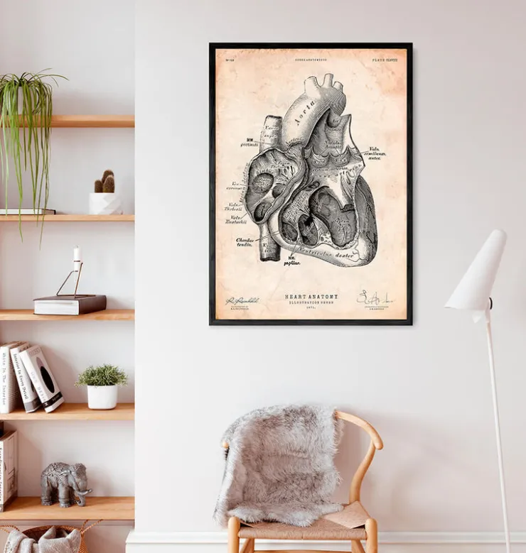 Section cardiaque I-Codex Anatomicus Online