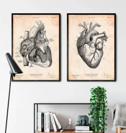 Section cardiaque I-Codex Anatomicus Online