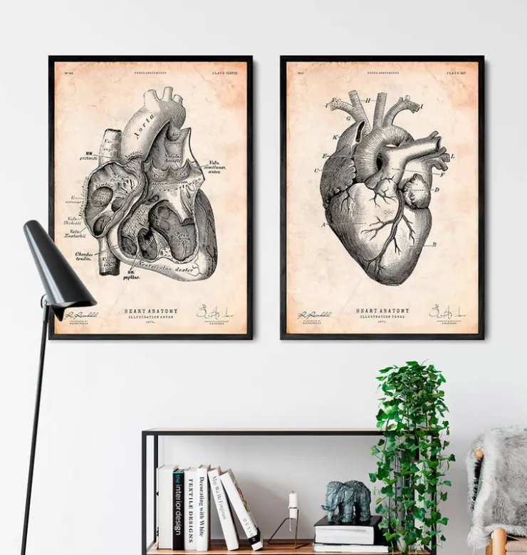 Section cardiaque I-Codex Anatomicus Online