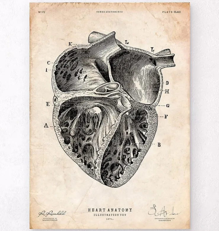 Section cardiaque II-Codex Anatomicus New