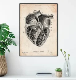 Section cardiaque II-Codex Anatomicus New