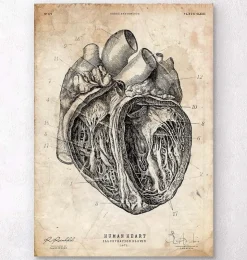 Section cardiaque III-Codex Anatomicus New
