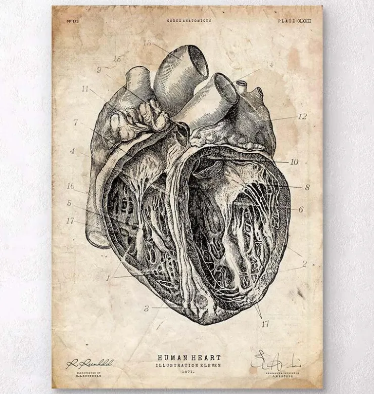 Section cardiaque III-Codex Anatomicus New