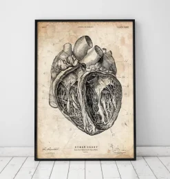 Section cardiaque III-Codex Anatomicus New