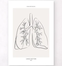 Section des poumons - Line Art-Codex Anatomicus Sale
