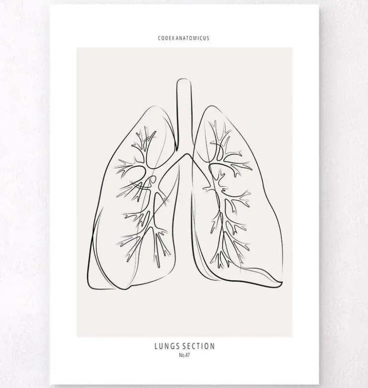Section des poumons - Line Art-Codex Anatomicus Sale
