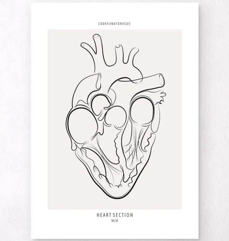 Section du cœur - Line Art-Codex Anatomicus New