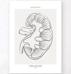 Section rénale - Line Art-Codex Anatomicus New