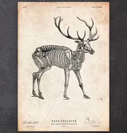 Squelette de cerf-Codex Anatomicus New