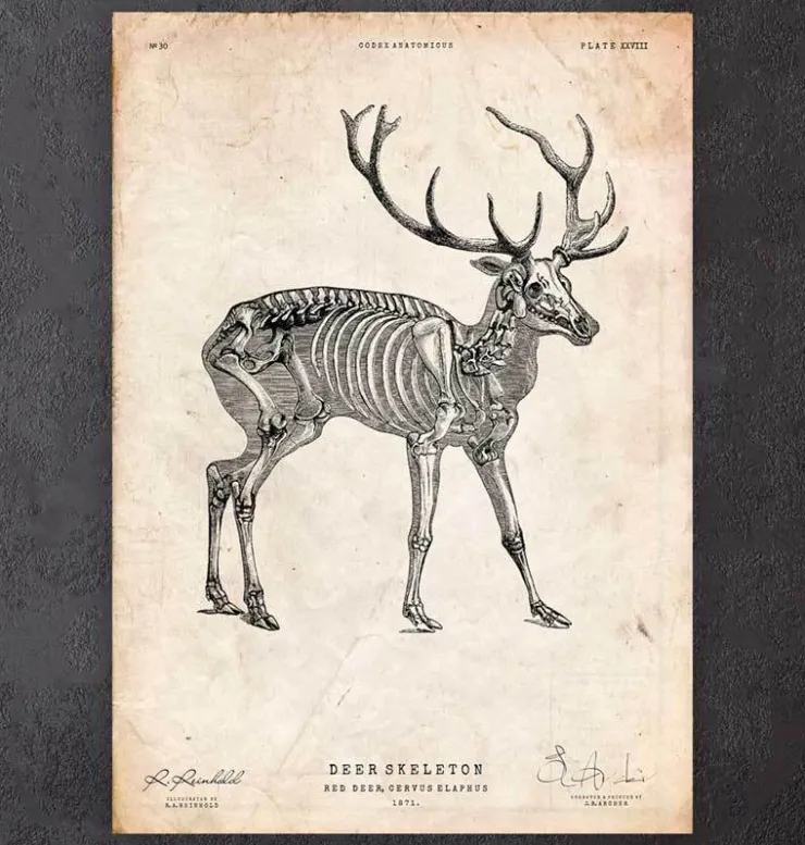 Squelette de cerf-Codex Anatomicus New