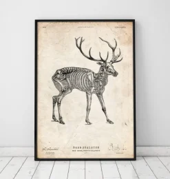 Squelette de cerf-Codex Anatomicus New