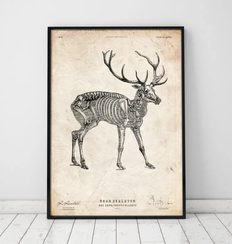 Squelette de cerf-Codex Anatomicus New