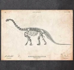 Squelette de dinosaure - Apatosaurus-Codex Anatomicus Sale
