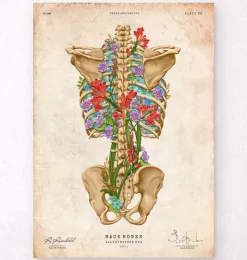 Squelette du dos - Floral - Vintage-Codex Anatomicus Best