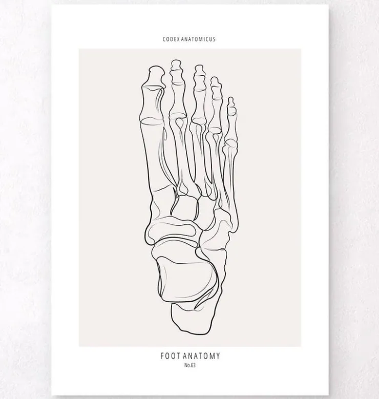 Squelette du pied - Line Art-Codex Anatomicus Hot