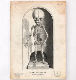Squelette d'un bébé-Codex Anatomicus