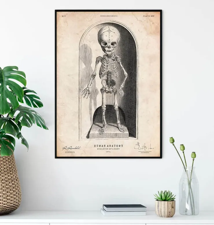 Squelette d'un bébé-Codex Anatomicus