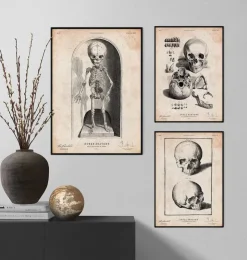 Squelette d'un bébé-Codex Anatomicus