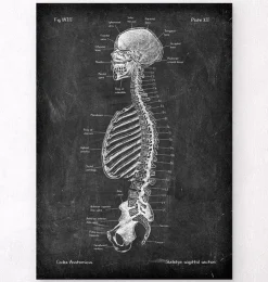 Squelette en coupe - Chalkboard-Codex Anatomicus Sale