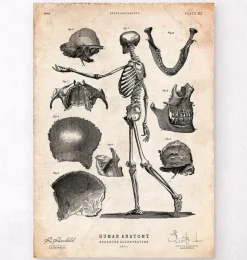 Squelette humain-Codex Anatomicus Discount