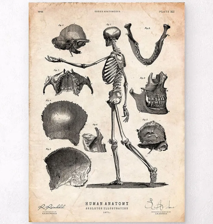 Squelette humain-Codex Anatomicus Discount
