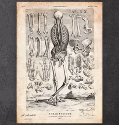 Squelette humain III-Codex Anatomicus Clearance