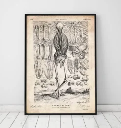 Squelette humain III-Codex Anatomicus Clearance