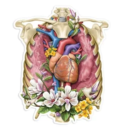 Sticker d'anatomie cage thoracique - Floral-Codex Anatomicus Online