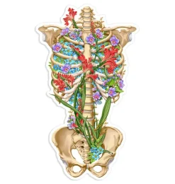 Sticker d'anatomie cage thoracique III - Floral-Codex Anatomicus Clearance
