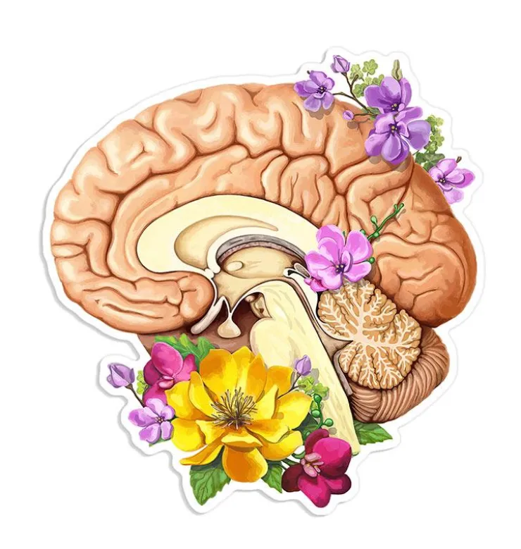 Sticker d'anatomie côté cerveau - Floral-Codex Anatomicus Discount