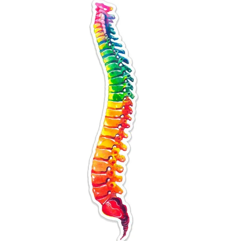 Sticker d'anatomie de la colonne vertébrale - Aquarelle-Codex Anatomicus Outlet