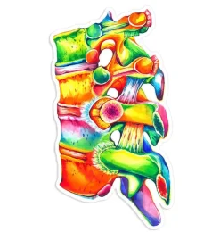 Sticker d'anatomie de la colonne vertébrale II - Aquarelle-Codex Anatomicus Outlet
