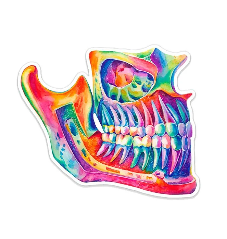 Sticker d'anatomie de la mâchoire - Aquarelle-Codex Anatomicus Sale