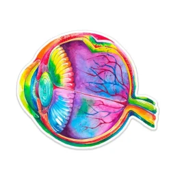 Sticker d'anatomie des yeux - Aquarelle-Codex Anatomicus Outlet