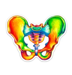 Sticker d'anatomie du bassin - Aquarelle-Codex Anatomicus